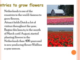 untries to grow flowers
   Netherlands is one of the
   countries in the world-famous to
   grow flowers,
   Attract fields Dutch a lot of
   visitors throughout the year,
   Begins this beauty in the month
   of March until August, started
   planting flowers in the
   Netherlands than 400 years and
   is now producing flower 9 billion
   a year annum.
 