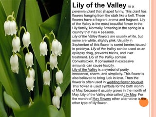 Lily of the Valley is a
perennial plant that shaped funny. This plant has
flowers hanging from the stalk like a bell. These
flowers have a fragrant aroma and fragrant. Lily
of the Valley is the most beautiful flower in the
Lily family. Normally flowering in the spring in a
country that has 4 seasons.
Lily of the Valley flowers are usually white, but
some are white, slightly pink. Usually in
September of this flower is sweet berries issued
in petalnya. Lily of the Valley can be used as an
epilepsy drug, prevents toxins, and liver
treatment. Lily of the Valley contain
Convallatoxin. If consumed in excessive
amounts can cause toxicity.
Lily of the Valley is a symbol of purity,
innocence, charm, and simplicity. This flower is
also believed to bring luck in love. Then the
flower is often used in wedding flower bouquet.
This flower is used symbols for the birth month
of May, because it usually grows in the month of
May. Lily of the Valley also called Lily May. For
the month of May flowers other alternative is the
other type of lily flower.
 