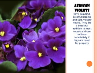 African
 Violets
 have beautiful,
colorful blooms
and soft, velvety
leaves. They are
    a beautiful
addition to most
 rooms and can
     re-bloom
  indefinitely if
 they are cared
   for properly
 