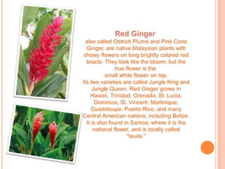 Red Ginger
  also called Ostrich Plume and Pink Cone
  Ginger, are native Malaysian plants with
 showy flowers on long brightly colored red
  bracts. They look like the bloom, but the
                true flower is the
           small white flower on top.
Its two varieties are called Jungle King and
     Jungle Queen. Red Ginger grows in
     Hawaii, Trinidad, Grenada, St. Lucia,
       Dominica, St. Vincent, Martinique,
     Guadeloupe, Puerto Rico, and many
Central American nations, including Belize.
  It is also found in Samoa, where it is the
      national flower, and is locally called
                     "teuila."
 