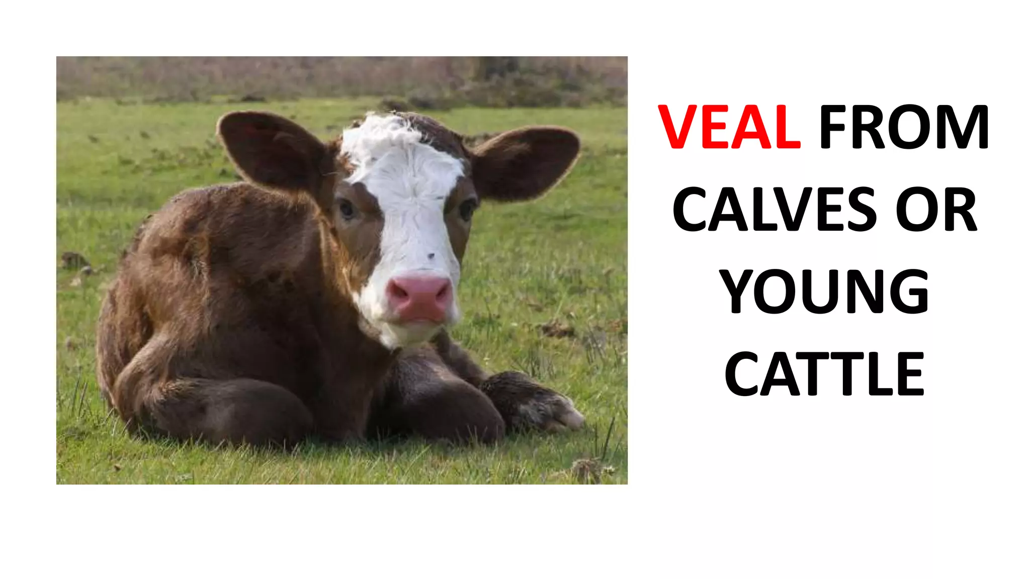 VEAL FROM
CALVES OR
YOUNG
CATTLE
 
