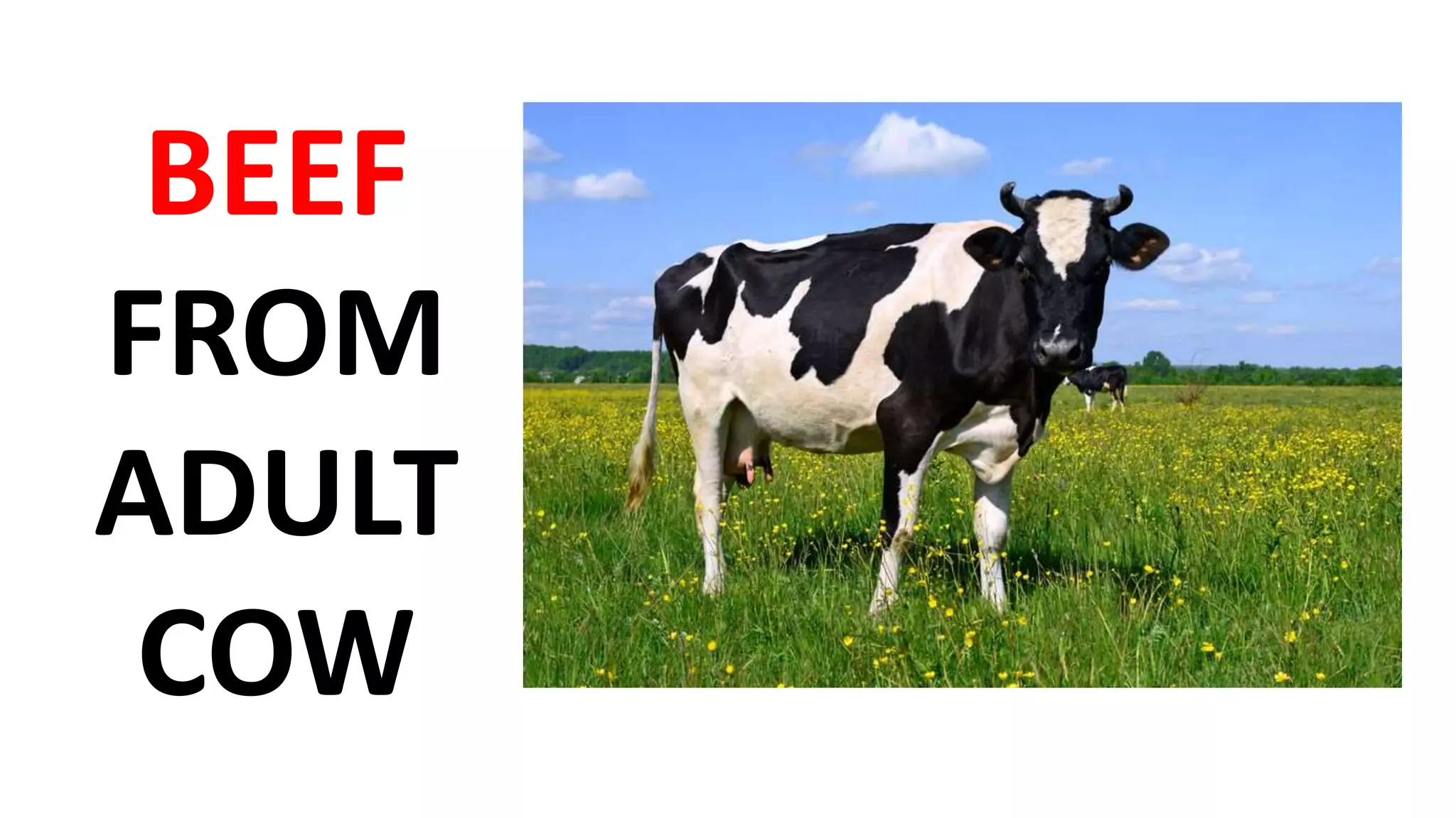 BEEF
FROM
ADULT
COW
 