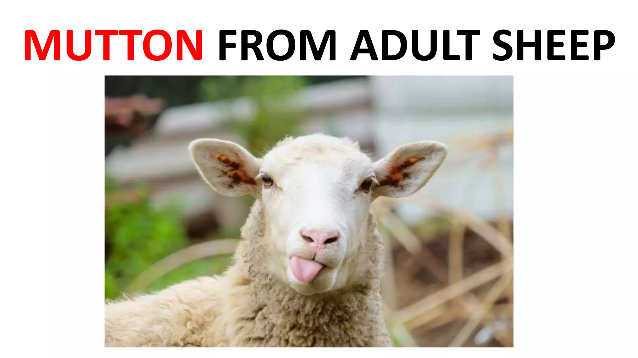 MUTTON FROM ADULT SHEEP
 