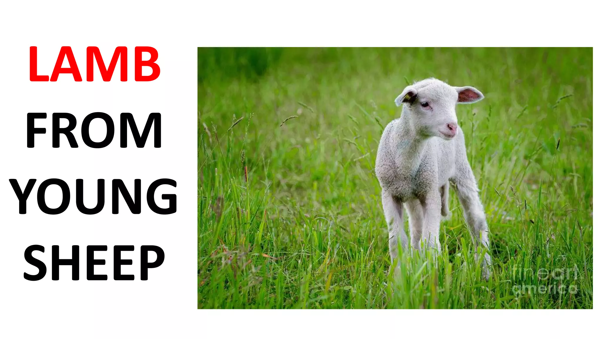 LAMB
FROM
YOUNG
SHEEP
 
