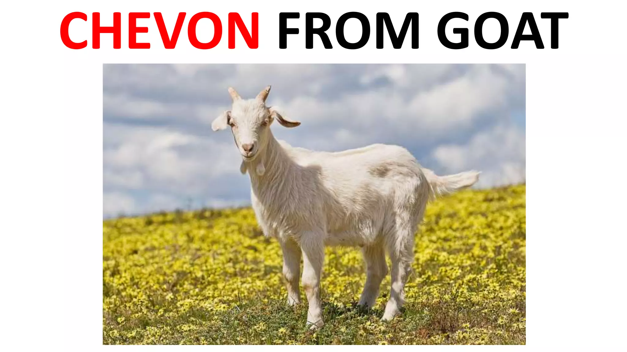 CHEVON FROM GOAT
 