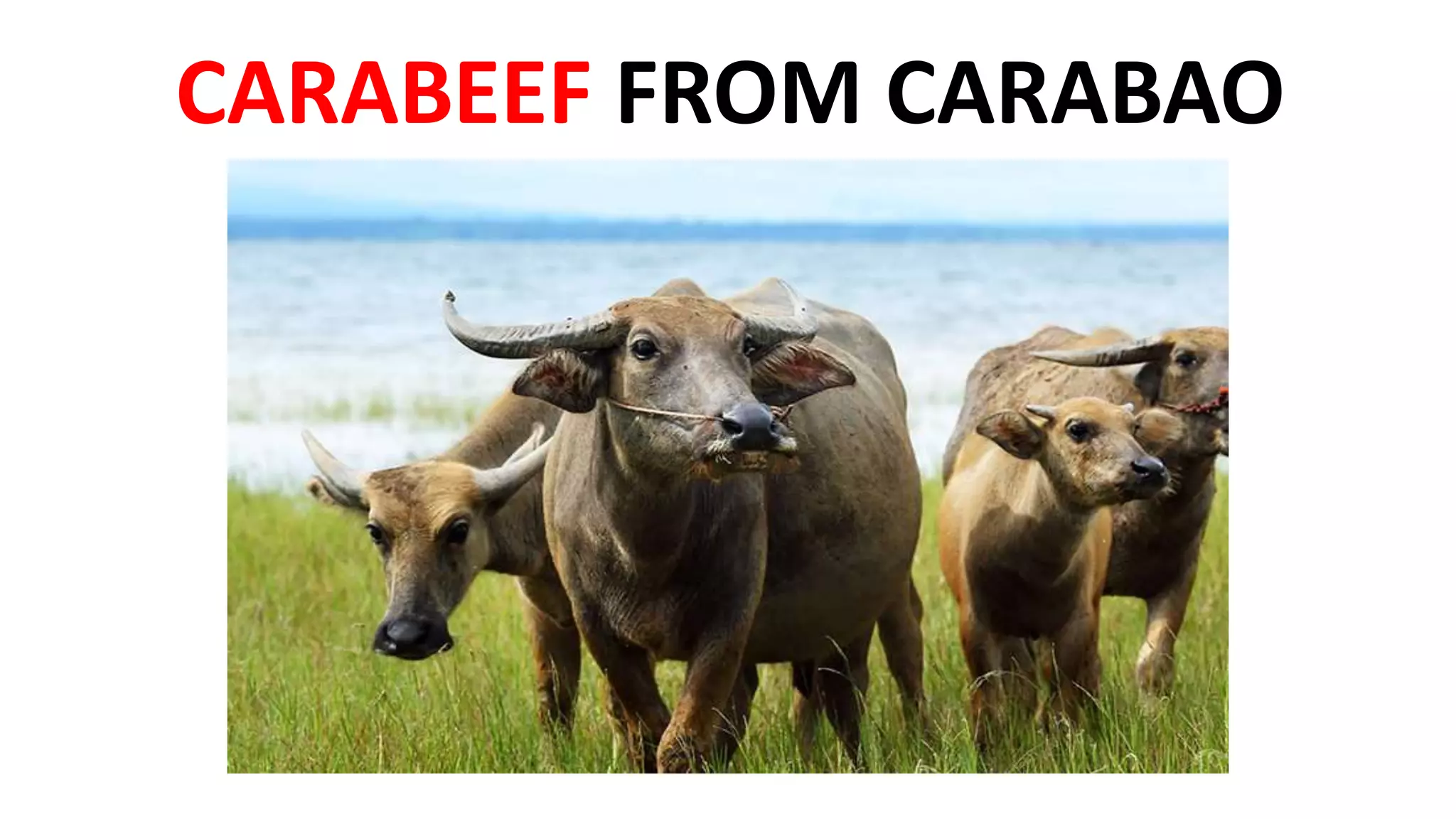 CARABEEF FROM CARABAO
 