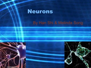 Kinds of neurons