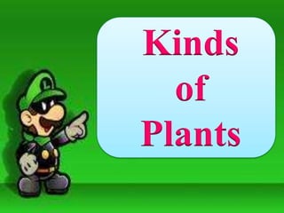 Kinds
of
Plants
Kinds
of
Plants
 