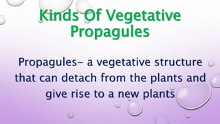 Kinds Of Vegetative
Propagules
Propagules- a vegetative structure
that can detach from the plants and
give rise to a new plants
 