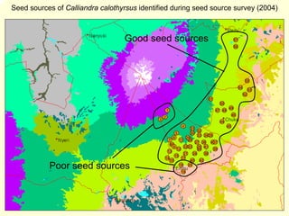 Seed sources of Calliandra calothyrsus identified during seed source survey (2004)



                                  Good seed sources                                            57
                                                                                               56




                                                                                                          55
                                                                                                    54
                                                                                                              53
                                                                                                         52
                                                                           51
                                                                                    50
                                                                                          49
                                                     1                          47 48
                                                                                              46
                                                 2
                                             3
                                                                                    44
                                                           4                             45
                                                                31
                                                                      32
                                                        5         30
                                                                      33 34 35
                                                      6        29
                                                   7      11 28
                                                                     27 36 43  37
                                                    89
                                                      9      22 23 25 41
                                                         12           26       39
                                                  13
                                                             21 24       38
                                                       15
                                                 14         17
                                                    16            40 42
           Poor seed sources                              18 20
                                                          19
 