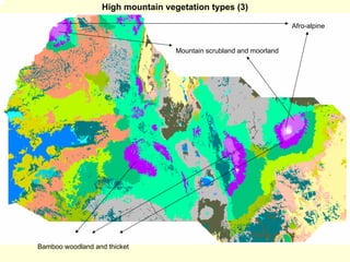 High mountain vegetation types (3)

                                                                      Afro-alpine


                                    Mountain scrubland and moorland




Bamboo woodland and thicket
 