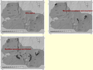 Mountain scrubland and moorland
                     Afro-alpine




Bamboo woodland and thicket
 