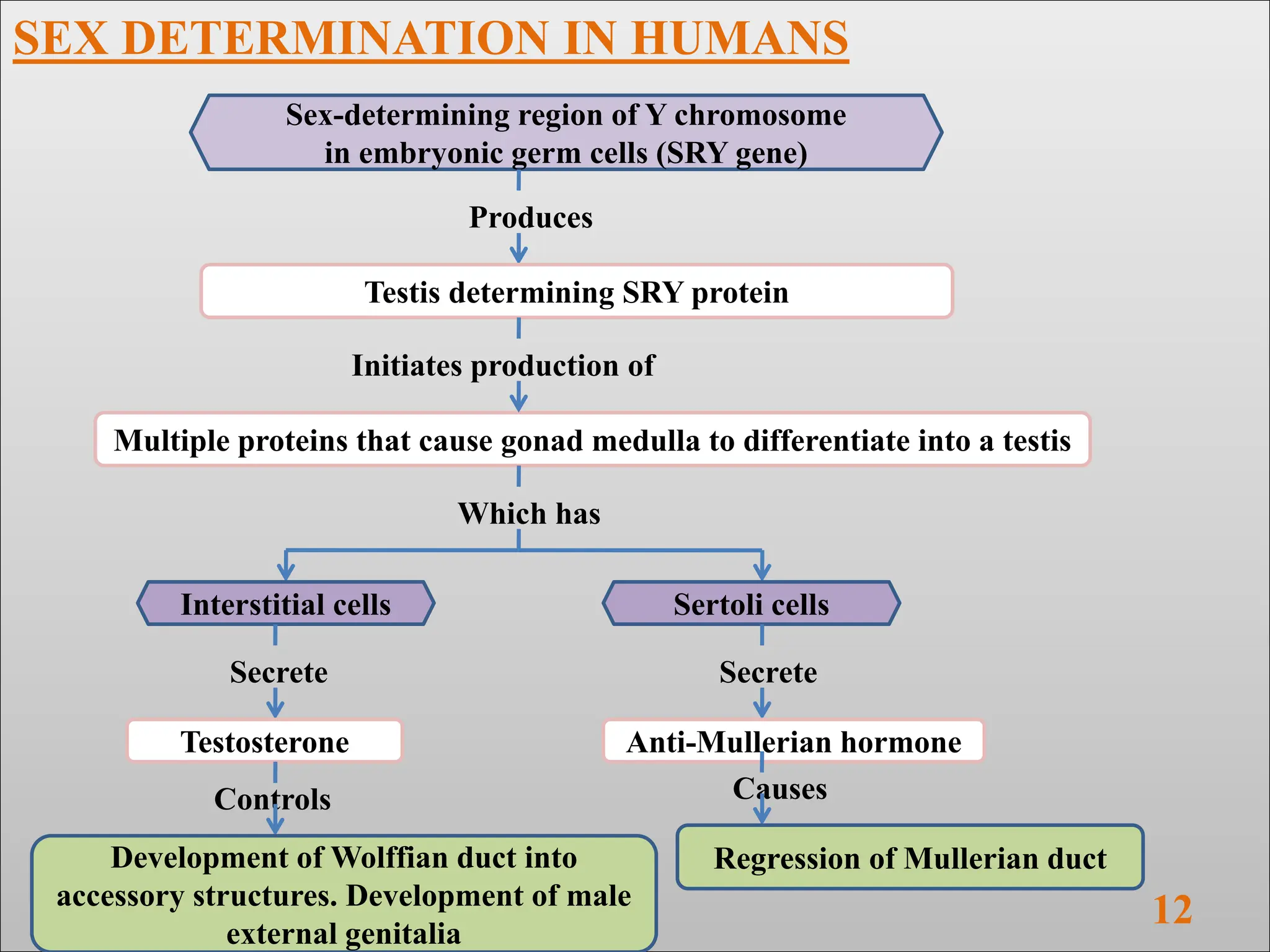 SEX DETERMINATION In Human , Drosophila melanogaster. | PPTX