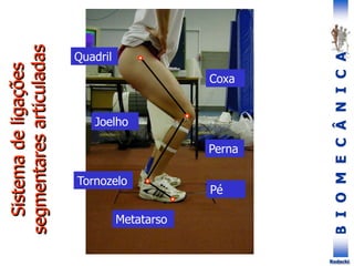 B
I
O
M
E
C
Â
N
I
C
A
Rodacki
Coxa
Perna
Pé
Quadril
Joelho
Tornozelo
Metatarso
 