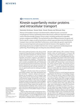 REVIEWS




                                    C Y T O S K E L E TA L M O T O R S


                              Kinesin superfamily motor proteins
                              and intracellular transport
                              Nobutaka Hirokawa, Yasuko Noda, Yosuke Tanaka and Shinsuke Niwa
                              Abstract | Intracellular transport is fundamental for cellular function, survival and
                              morphogenesis. Kinesin superfamily proteins (also known as KIFs) are important molecular
                              motors that directionally transport various cargos, including membranous organelles,
                              protein complexes and mRNAs. The mechanisms by which different kinesins recognize and
                              bind to specific cargos, as well as how kinesins unload cargo and determine the direction of
                              transport, have now been identified. Furthermore, recent molecular genetic experiments
                              have uncovered important and unexpected roles for kinesins in the regulation of such
                              physiological processes as higher brain function, tumour suppression and developmental
                              patterning. These findings open exciting new areas of kinesin research.

                             Most newly synthesized proteins in the cell are actively           alternative mRNA splicing 7. KIFs constitute 15 kinesin
                             transported along directional cytoskeletal filaments               families, which are termed kinesin 1 to kinesin 14B
                             to their appropriate destination by molecular motors.              according to the results of phylogenetic analyses1,7,8
                             Proteins are transported in various membranous                     (FIG. 1a). These families can be broadly grouped into three
                             organelles and protein complexes, and mRNAs are                    types, depending on the position of the motor domain
                             carried in large protein complexes1,2. Directional intra­          in the molecule: N­kinesins have a motor domain in the
                             cellular transport is most prominent in polarized cells,           amino­terminal region, M­kinesins have a motor domain
                             such as neurons and epithelial cells, and is fundamental           in the middle and C­kinesins have a motor domain in
                             for neuronal function and survival because most of the             the carboxy­terminal region. The domain structure
                             proteins required in the axon and nerve terminals need             of the major KIFs in the various kinesin families is
                             to be transported from the cell body. Therefore, neu­              depicted in FIG. 1b. In general, N­kinesins and C­kinesins
                             rons are a good model system for studying intracellular            drive microtubule plus end­ and minus end­directed
                             transport 3.                                                       motilities, respectively, and M­kinesins depolymerize
                                 Among the molecular motors that are involved in                microtubules1,9 (BOX 1).
                             intracellular transport, three large superfamilies have                This Review focuses on several important questions
                             been identified — kinesins, dyneins and myosins3,4.                regarding the role of kinesins in intracellular transport.
                             Kinesins use microtubules as a ‘rail’ to transport cargo           First, we discuss the specific cargos for different KIFs
                             along, and they use the chemical energy of ATP to drive            in various cell types, including neurons and ciliated
                             conformational changes that generate motile force2.                cells, and describe how these KIFs recognize and bind
                             Dyneins use microtubules to drive minus end­directed               to these cargos. Although kinesins typically use scaffold
                             retrograde transport and the motility of cilia and flagella.       proteins and adaptor proteins to bind to cargo vesicles,
                             Myosins move along actin filaments to drive muscle con­            they can sometimes bind to their cargo directly. The
                             traction and short­range transport that typically occurs           cargo–motor relationship has a high level of specificity,
                             beneath the plasma membrane. Here, we focus on the                 although there is redundancy in some cases (TABLE 1).
                             role of the kinesin superfamily proteins (also known as            We then address how cargo unloading is controlled by
Department of Cell Biology
and Anatomy, Graduate        KIFs) in the process of intracellular transport in various         phosphorylation, Rab GTPase activity and Ca2+ signal­
School of Medicine,          cell types.                                                        ling, and how cell polarity influences and is influenced
University of Tokyo,             Based on observations made using electron micro­               by intracellular transport. Last, we introduce the emerg­
Tokyo, Japan.                scopy, five major kinesin families were initially discovered       ing role of KIFs in the regulation of several interesting
Correspondence to N.H.
e-mail:
                             in the mouse brain5,6. It is now thought that there are 45         physiological processes in mammals, including higher
hirokawa@m.u-tokyo.ac.jp     mammalian KIF genes, but there could be twice as many              brain function, left–right body determination and
doi:10.1038/nrm2774          KIF proteins as multiple isoforms can be generated by              tumour suppression.


682 | o CToBeR 2009 | VoLuMe 10                                                                                       www.nature.com/reviews/molcellbio

                                                  © 2009 Macmillan Publishers Limited. All rights reserved
 
