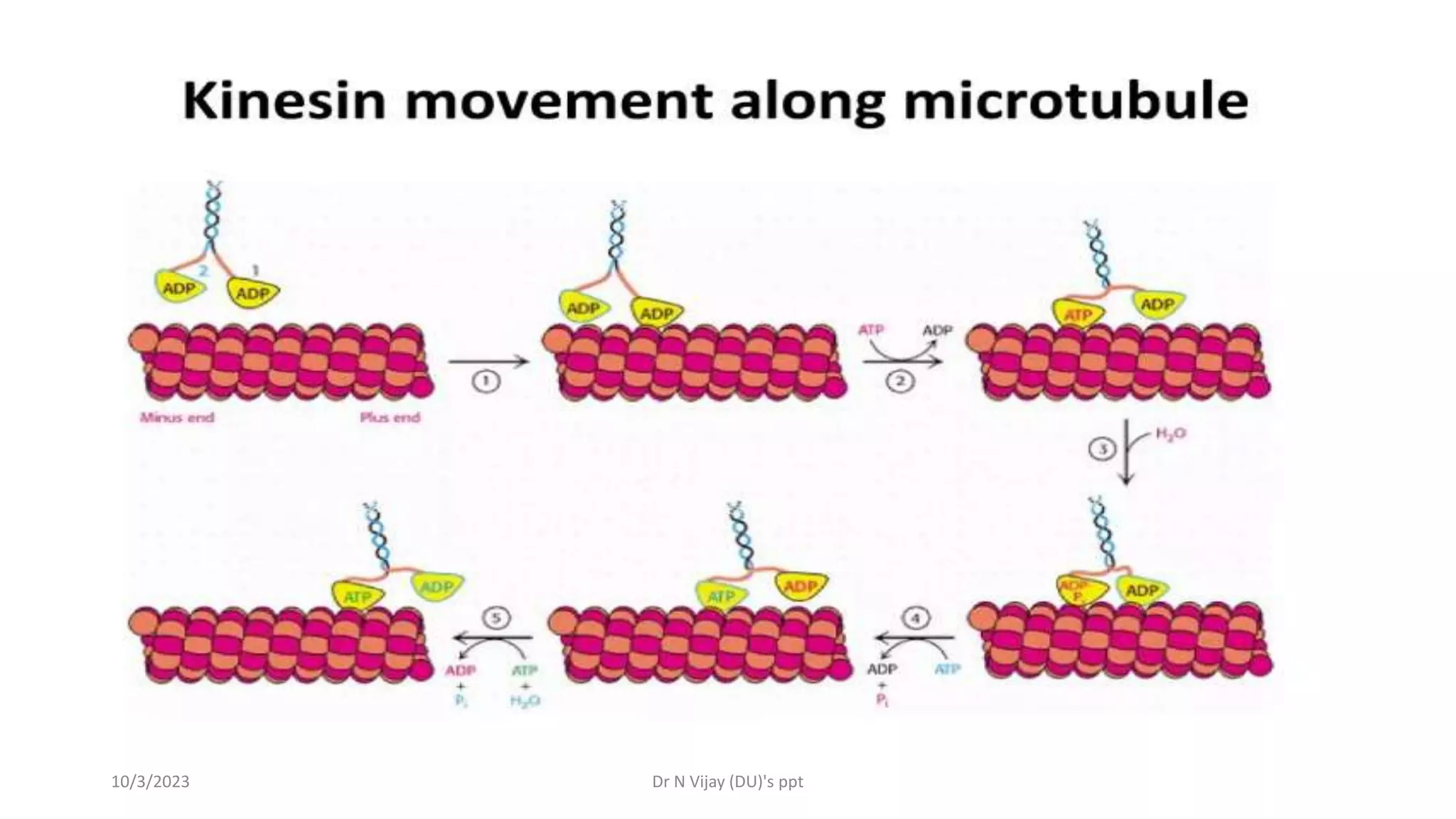 kinesin and dynein.pptx