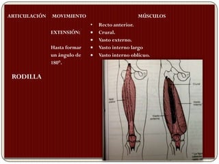 ARTICULACIÓN   MOVIMIENTO                         MÚSCULOS
                              •   Recto anterior.
               EXTENSIÓN:         Crural.
                                  Vasto externo.
               Hasta formar       Vasto interno largo
               un ángulo de       Vasto interno oblícuo.
               180°.

 RODILLA
 
