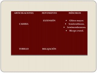 ARTICULACIONES   MOVIMIENTO    MÚSCULOS


                 EXTENSIÓN      Glúteo mayor.
   CADERA                      Semitendinoso.
                              Semimembranoso.
                                Bíceps crural.




   TOBILLO       RELAJACIÓN
 