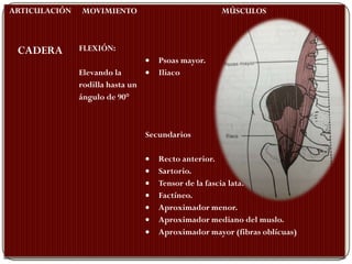 ARTICULACIÓN   MOVIMIENTO                           MÚSCULOS



 CADERA        FLEXIÓN:
                                     Psoas mayor.
               Elevando la           Iliaco
               rodilla hasta un
               ángulo de 90°



                                  Secundarios

                                     Recto anterior.
                                     Sartorio.
                                     Tensor de la fascia lata.
                                     Factíneo.
                                     Aproximador menor.
                                     Aproximador mediano del muslo.
                                     Aproximador mayor (fibras oblícuas)
 