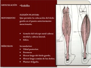ARTICULACIÓN   •Tobillo

               FLEXIÓN PLANTAR:
MOVIMIENTO     Que permite la colocación del dedo
               gordo en el punto anteriormente
               mencionado.



                  Gemelo del tríceps sural cabeza
                  medial y cabeza lateral.
                  Sóleo.

MÚSCULOS       Secundarios:
                  Tibial posterior.
                  Peroneos
                  Flexor largo del dedo gordo.
                  Flexor largo común de los dedos.
                  Plantar delgado.
 