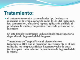 Tratamiento:
 el tratamiento común para cualquier tipo de desgarre
muscular, es la terapia conocida como RICE (del ingles rest,
ice, compression, elevation) reposo, aplicación de hielo al
producirse la lesión , compresión con venda y elevación del
miembro.
En este tipo de tratamiento la duración de cada etapa varia
dependiendo la gravedad del desgarre.
Tratamiento de Terapia Física: si bien es cierto el
tratamiento RICE que se menciono anteriormente es el mas
utilizado, los terapeutas físicos hacen provecho de otras
técnicas para tratar la lesión dependiendo de la gravedad de
la misma.
 