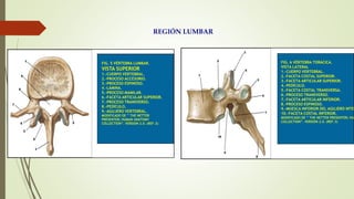 REGIÓN LUMBAR
FIG. 5 VÉRTEBRA LUMBAR.
VISTA SUPERIOR
1.-CUERPO VERTEBRAL.
2.-PROCESO ACCESORIO.
3.-PROCESO ESPINOSO.
4.-LÁMINA.
5.-PROCESO MAMILAR.
6.-FACETA ARTICULAR SUPERIOR.
7.-PROCESO TRANSVERSO.
8.-PEDÍCULO.
9.-AGUJERO VERTEBRAL.
MODIFICADO DE ” THE NETTER
PRESENTER; HUMAN ANATOMY
COLLECTION”. VERSION 2.0. (REF.3)
FIG. 6 VÉRTEBRA TORÁCICA.
VISTA LATERAL
1.-CUERPO VERTEBRAL.
2.-FACETA COSTAL SUPERIOR.
3.-FACETA ARTICULAR SUPERIOR.
4.-PEDÍCULO.
5.-FACETA COSTAL TRANSVERSA.
6.-PROCESO TRANSVERSO.
7.-FACETA ARTICULAR INFERIOR.
8.-PROCESO ESPINOSO.
9.-MUESCA INFERIOR DEL AGUJERO INTER
10.-FACETA COSTAL INFERIOR.
MODIFICADO DE ” THE NETTER PRESENTER; HU
COLLECTION”. VERSION 2.0. (REF.3)
 