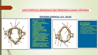 CARACTERÍSTICAS INDIVIDUALES QUE PRESENTAN ALGUNAS VÉRTEBRAS
VÉRTEBRA CERVICAL ( C1) ATLAS
FIG. 7 ATLAS (C1) VISTA
SUPERIOR.
1.-TUBÉRCULO ANTERIOR.
2.-FACETA ARTICULAR PARA EL
DIENTE DEL AXIS.
3.-MASA LATERAL.
4.-AGUJERO VERTEBRAL.
5.-ARCO POSTERIOR
6.-TUBÉRCULO POSTERIOR.
7.-SURCO PARA LA ARTERIA
VERTEBRAL.
8.-SUPERFICIE ARTICULAR
SUPERIOR DE LA MASA LATERAL,
PARA EL CÓNDILO OCCIPITAL-
9.-AGUJERO TRANSVERSO.
10.-PROCESOS TRANSVERSOS.
11.-TUBÉRCULO PARA EL
LIGAMENTO TRANSVERSO DEL
ATLAS.
12.-ARCO ANTERIOR DEL ATLAS.
MODIFICADO DE ” THE NETTER
PRESENTER; HUMAN ANATOMY
COLLECTION”. VERSION 2.0. (REF.3).
FIG. 8 ATLAS (C1).
VISTA INFERIOR
1.-TUBÉRCULO POSTERIOR.
2.-ARCO POSTERIOR.
3.-AGUJERO VERTEBRAL.
4.-FACETA ARTICULAR PARA
EL DIENTE DEL AXIS.
5.-TUBÉRCULO ANTERIOR.
 