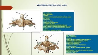 VÉRTEBRA CERVICAL (CII) AXIS
FIG. 9 AXIS (C2).
VISTA ANTERIOR
1.-DIENTE.
2.-FACETA ARTICULAR ANTERIOR, PARA EL ARCO
DEL ATLAS.
3.-PEDÍCULO.
4.-MASA LATERAL.
5.-PROCESO TRANSVERSO.
6.-CUERPO DEL AXIS.
7.-FACETA ARTICULAR INFERIOR PARA C3.
8.-FACETA ARTICULAR SUPERIOR PARA EL ATLAS.
MODIFICADO DE ” THE NETTER PRESENTER; HUMAN
ANATOMY
COLLECTION”. VERSION 2.0. (REF.3)
FIG .10 AXIS (C2).
VISTA POSTERIOR
1.-DIENTE.
2.-FACETA ARTICULAR POSTERIOR, PARA EL
LIGAMENTO TRANSVERSO DEL ATLAS.
3.-PROCESO TRANSVERSO.
4.-PROCESO ESPINOSO.
5.-PROCESO ARTICULAR INFERIOR.
6.-MASA LATERAL.
7.-FACETA ARTICULAR SUPERIOR, PARA EL
ATLAS.
MODIFICADO DE ” THE NETTER PRESENTER; HUMAN
ANATOMY COLLECTION”.
VERSION 2.0. (REF.3)
 