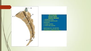 FIG.15 SACRO-
CÓCCIX CORTE
SAGITAL MEDIANO
1.-PROMONTORIO.
2.-PROCESO ARTICULAR
SUPERIOR.
3.-CANAL SACRO.
4.-HIATO DEL SACRO.
MODIFICADO DE ” THE NETTER
PRESENTER; HUMAN ANATOMY
COLLECTION”. VERSION 2.0. (REF.3)
 