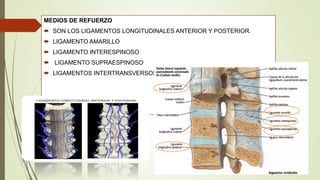 MEDIOS DE REFUERZO
 SON LOS LIGAMENTOS LONGITUDINALES ANTERIOR Y POSTERIOR.
 LIGAMENTO AMARILLO
 LIGAMENTO INTERESPINOSO
 LIGAMENTO SUPRAESPINOSO
 LIGAMENTOS INTERTRANSVERSOS
 