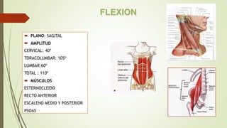 PLANO: SAGITAL
 AMPLITUD
CERVICAL: 40º
TORACOLUMBAR: 105º
LUMBAR:60º
TOTAL : 110º
 MÚSCULOS
ESTERNOCLEIDO
RECTO ANTERIOR
ESCALENO MEDIO Y POSTERIOR
PSOAS
 