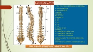 FIG.1 COLUMNA VERTEBRAL EN GENERAL
A.- VISTAANTERIOR
B.- VISTA LATERAL
C.- VISTA
POSTERIOR 1.-
ATLAS (C-1)
2.- AXIS (C-2)
3.- C-7
4.- T-1
5.- T-12
6.- L-1
7.- L-5
8.- SACRO (S1-S5)
9.-CÓCCIX
10.- VÉRTEBRAS CERVICALES
11.- VÉRTEBRAS TORÁCICAS
12.- VÉRTEBRAS LUMBARES
MODIFICADO DE ” THE NETTER PRESENTER;
HUMAN
ANATOMY COLLECTION”. VERSION 2.0. (REF.3)
ES EL SEGUNDO SEGMENTO DE LA PARTE AXIL DEL
CUERPO HUMANO
LA COLUMNA VERTEBRAL
 