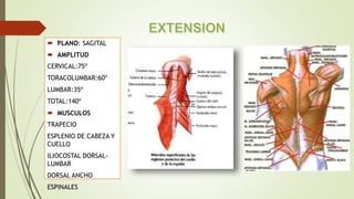  PLANO: SAGITAL
 AMPLITUD
CERVICAL:75º
TORACOLUMBAR:60º
LUMBAR:35º
TOTAL:140º
 MUSCULOS
TRAPECIO
ESPLENIO DE CABEZA Y
CUELLO
ILIOCOSTAL DORSAL-
LUMBAR
DORSAL ANCHO
ESPINALES
 