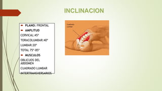  PLANO: FRONTAL
 AMPLITUD
CERVICAL:45º
TORACOLUMBAR:40º
LUMBAR:20º
TOTAL 75º-85º
 MUSCULOS
OBLICUOS DEL
ABDOMEN
CUADRADO LUMBAR
INTERTRANSVERSARIOS
 