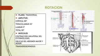  PLANO: TRANSVERSAL
 AMPLITUD:
CERVICAL:80º
TORACOLUMBAR 45º
LUMBAR:5º
TOTAL:90º
 MUSCULOS
CONTRACCION UNILATERAL DEL
ESTERNOCLEIDO.
OBLICUO DEL ABDOMEN MAYOR Y
MENOR
TRANSVERSOESPINOSOS
 