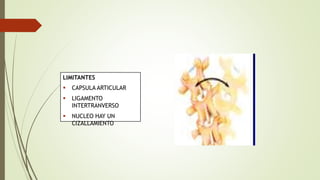 LIMITANTES
 CAPSULA ARTICULAR
 LIGAMENTO
INTERTRANVERSO
 NUCLEO HAY UN
CIZALLAMIENTO
 