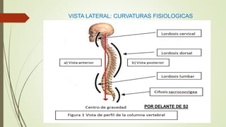 VISTA LATERAL: CURVATURAS FISIOLOGICAS
POR DELANTE DE S2
 