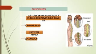 FUNCIONES
SOSTENER EN POSICION ERECTA Y
EL EQUILIBRIO SIRVIENDOLO COMO
EJE
SOPORTAR PESOS
PROTEGER
MEDULA
LOCOMOCION
 