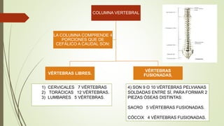 COLUMNA VERTEBRAL
VÉRTEBRAS LIBRES.
VÉRTEBRAS
FUSIONADAS,
LA COLUMNA COMPRENDE 4
PORCIONES QUE DE
CEFÁLICO A CAUDAL SON:
1) CERVICALES 7 VÉRTEBRAS
2) TORÁCICAS 12 VÉRTEBRAS.
3) LUMBARES 5 VÉRTEBRAS.
4) SON 9 O 10 VÉRTEBRAS PELVIANAS
SOLDADAS ENTRE SÍ, PARA FORMAR 2
PIEZAS ÓSEAS DISTINTAS:
SACRO 5 VÉRTEBRAS FUSIONADAS.
CÓCCIX 4 VÉRTEBRAS FUSIONADAS.
 
