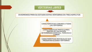 VÉRTEBRAS LIBRES
DIVIDIREMOS PARA SU ESTUDIO ESTAS VÉRTEBRAS EN TRES ASPECTOS
CARACTERÍSTICAS COMUNES A TODAS
LAS VÉRTEBRAS.
CARACTERÍSTICAS PARTICULARES,
DENTRO DE UNA REGIÓN
DETERMINADA (CERVICAL, TORÁCICA O
LUMBAR
CARACTERÍSTICAS INDIVIDUALES QUE
PRESENTAN ALGUNAS VÉRTEBRAS.
 
