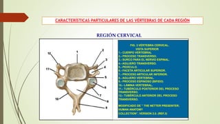 CARACTERÍSTICAS PARTICULARES DE LAS VÉRTEBRAS DE CADA REGIÓN
REGIÓN CERVICAL
FIG. 3 VÉRTEBRA CERVICAL.
VISTA SUPERIOR
1.- CUERPO VERTEBRAL
2.- PROCESO TRANSVERSO.
3.- SURCO PARA EL NERVIO ESPINAL.
4.- AGUJERO TRANSVERSO.
5.- PEDÍCULO.
6.- FACETA ARTICULAR SUPERIOR.
7.- PROCESO ARTICULAR INFERIOR.
8.- AGUJERO VERTEBRAL.
9.- PROCESO ESPINOSO (BIFIDO)
10.- LÁMINA VERTEBRAL.
11.- TUBÉRCULO POSTERIOR DEL PROCESO
TRANSVERSO.
12.- TUBÉRCULO ANTERIOR DEL PROCESO
TRANSVERSO.
MODIFICADO DE ” THE NETTER PRESENTER;
HUMAN ANATOMY
COLLECTION”. VERSION 2.0. (REF.3)
 