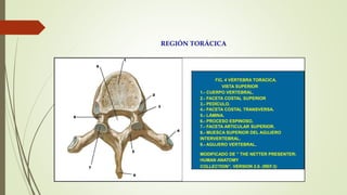 REGIÓN TORÁCICA
FIG. 4 VÉRTEBRA TORÁCICA.
VISTA SUPERIOR
1.- CUERPO VERTEBRAL.
2.- FACETA COSTAL SUPERIOR
3.- PEDÍCULO.
4.- FACETA COSTAL TRANSVERSA.
5.- LÁMINA.
6.- PROCESO ESPINOSO.
7.- FACETA ARTICULAR SUPERIOR.
8.- MUESCA SUPERIOR DEL AGUJERO
INTERVERTEBRAL.
9.- AGUJERO VERTEBRAL.
MODIFICADO DE ” THE NETTER PRESENTER;
HUMAN ANATOMY
COLLECTION”. VERSION 2.0. (REF.3)
 