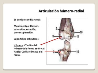 Kinesiologia del codo | PPTX