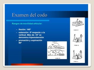 Kinesiologia del codo