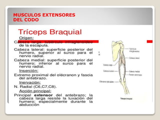 MUSCULOS EXTENSORES
DEL CODO
 