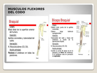MUSCULOS FLEXORES
DEL CODO
 