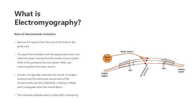 pillar one kinesiological electromyography a practical electromyography