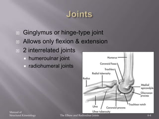 Kinesiology Antebrachium And Elbow PPTX