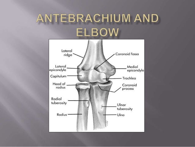 antebrachium