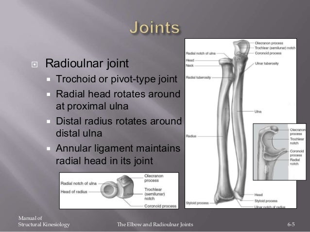 Kinesiology antebrachium and elbow